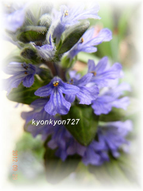 DSCN9129.jpg