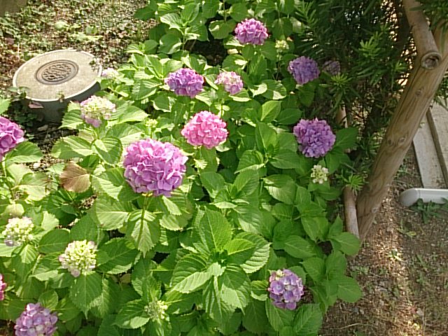 20170617  DSC_0001.jpg