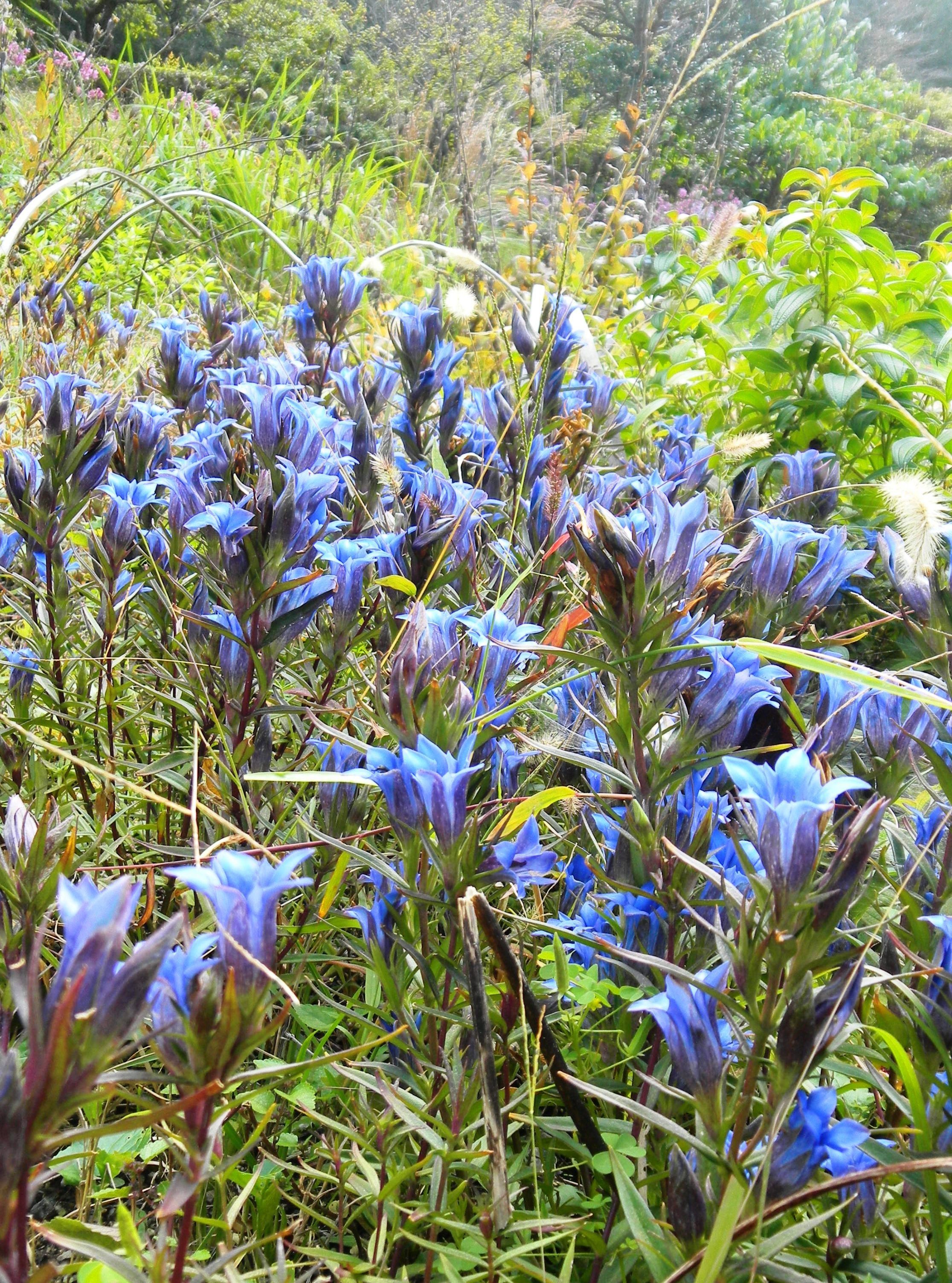 10リンドウ (2)(V.2012_10_26__10_42_54).jpg