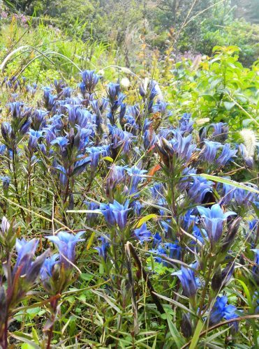 10リンドウ (2)(V.2012_10_26__10_42_54).jpg