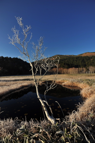 霜と氷の尾瀬ヶ原201311102.jpg