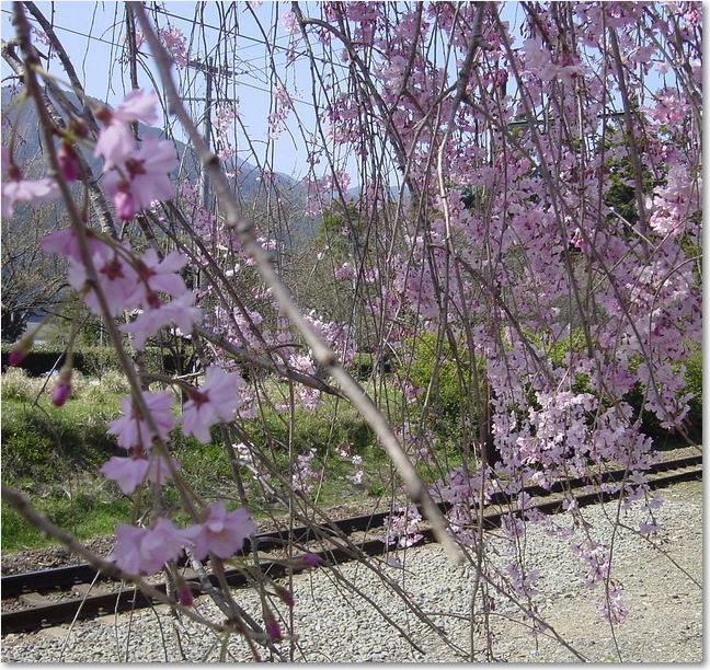 67花と線路.JPG