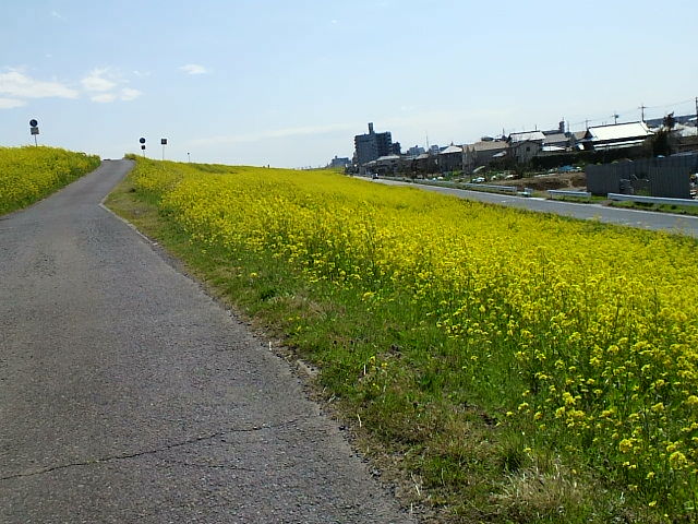 ３月２１日菜の花〜４.jpg