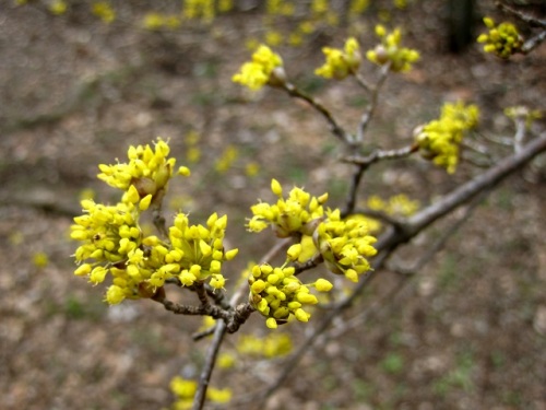 グミ 茱萸 のような赤い実をつけることから山茱萸 ヤマグミ とされたサンシュユの花と果実 自然観察の振返り 27 ミズキ科の植物 第5回 しろうと自然科学者の自然観察日記 楽天ブログ