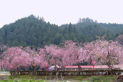 新庄川の枝垂桜(3).JPG