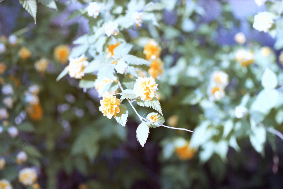 PICT0019 s.JPG