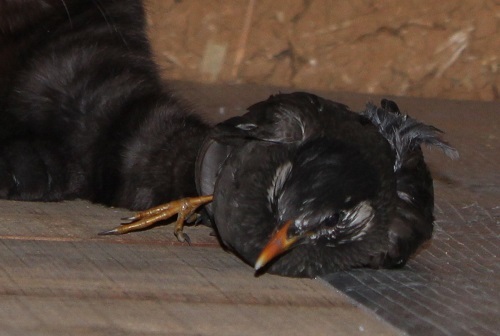 鳩を食う (5).JPG