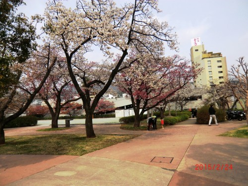 桜15-2-25 009.JPG