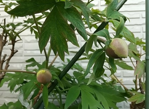 牡丹 芍薬 ネコ様とガーデニング 楽天ブログ