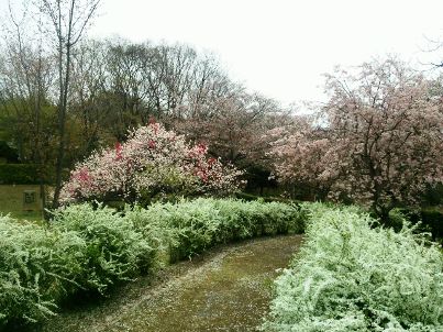 ユキヤナギと桜.JPG