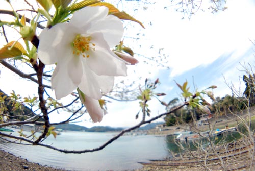 海桜.jpg