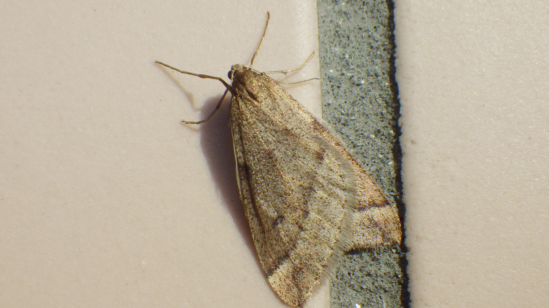 ウスバフユシャク