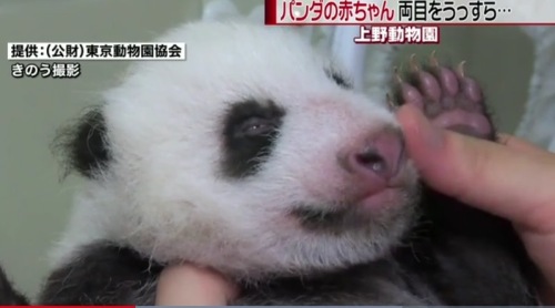 パンダの赤ちゃん 両目がうっすら 目つきが悪い カズの世界 楽天ブログ
