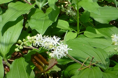 P1060518_R.JPG