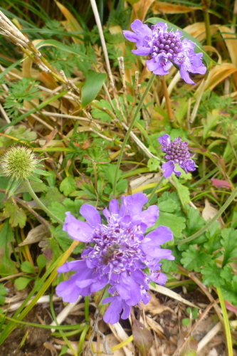 3飯豊連峰の花.jpg