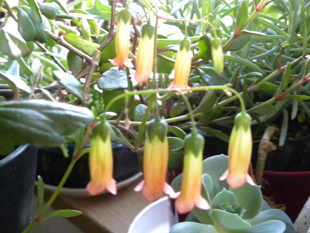 DSCN5480.JPG