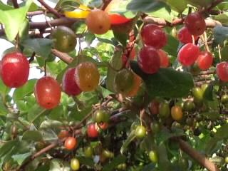 カラフル茱萸2017