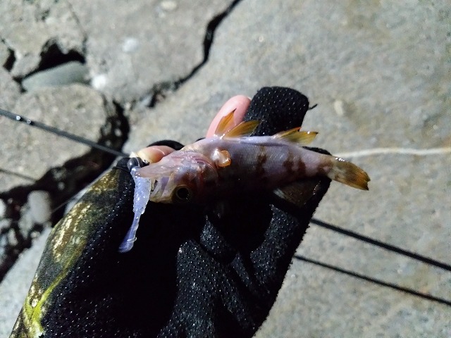 showPhoto (640×480)