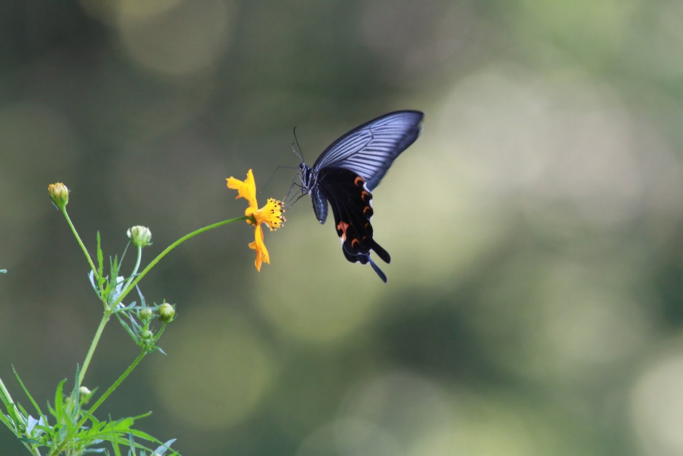 IMG_94482011クロアゲハ.JPG