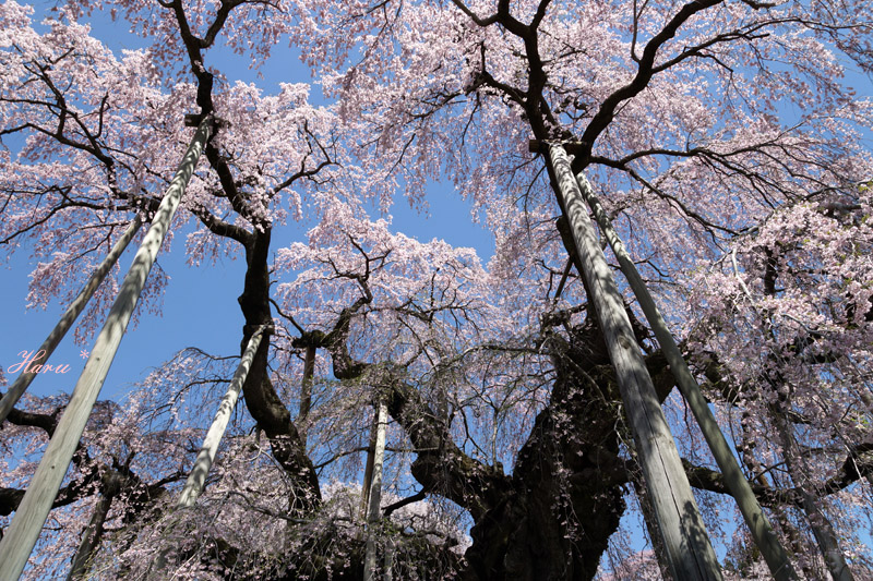 0428滝桜１３.jpg