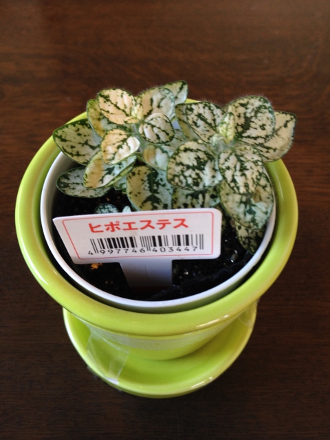 IMG_2509 (480x640).jpg