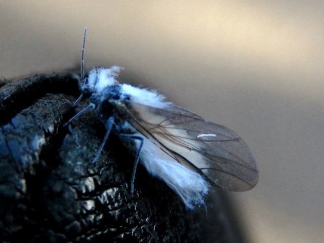 雪虫6.JPG