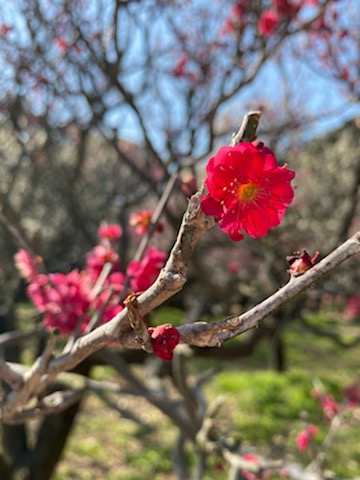 天満宮の梅花 (1).jpg