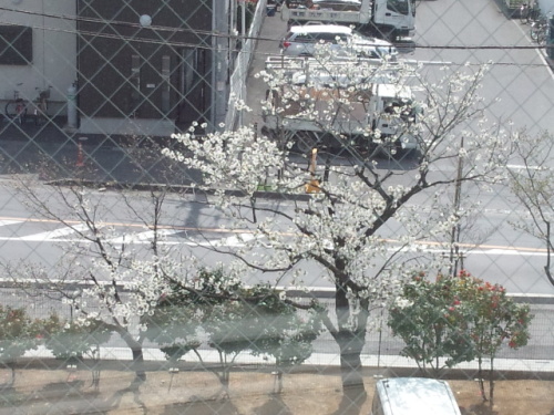 病院駐車場の桜