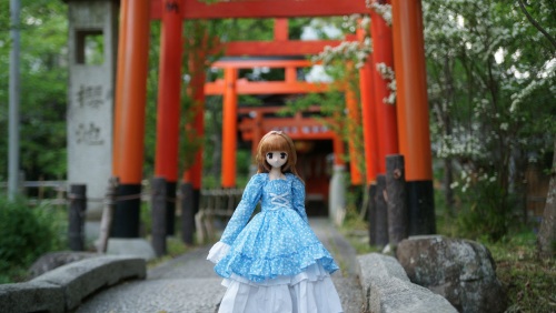 陽菜ちゃんと平野神社.jpg