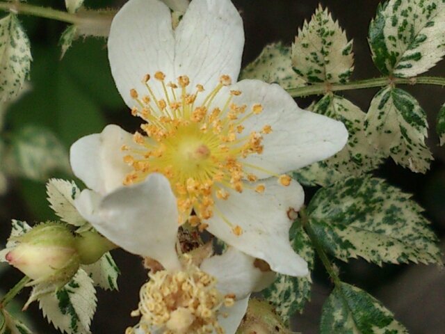1305hana3 086.jpg