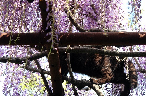 フジの花と猫 (16).JPG