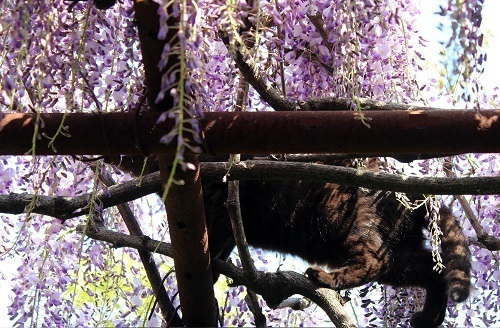 フジの花と猫 (16).JPG