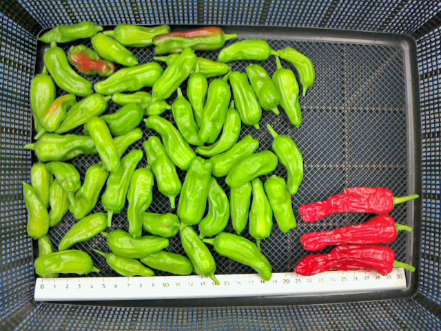 2012081216180000.jpg