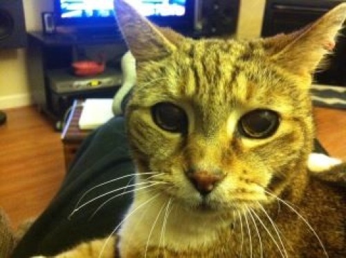 20120217_rest in peace2.jpg