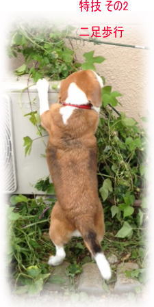 特技その2.jpg