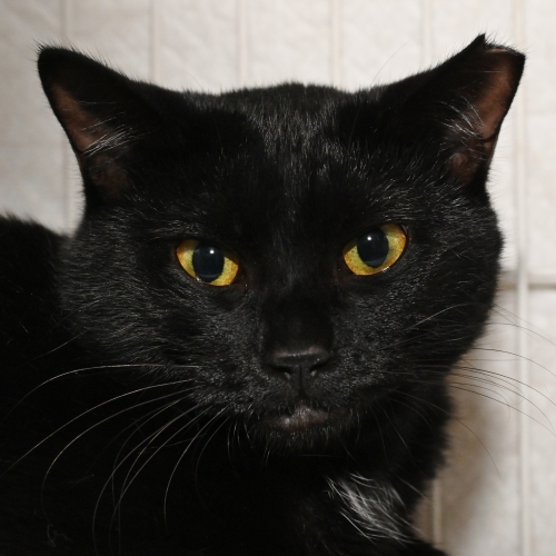 家族紹介用画像フォルダ