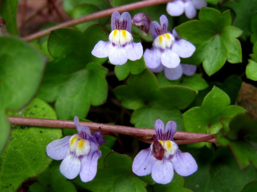 葉が蔓性の蔦の葉のようなウンランの仲間のツタバウンランの花 自然観察の振返り 22 オオバコ科の植物 第4回 しろうと自然科学者の自然観察日記 楽天ブログ