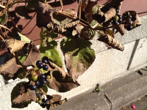 IMG_2566 (640x480).jpg