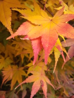 赤黄まだら紅葉アップ2013.jpg