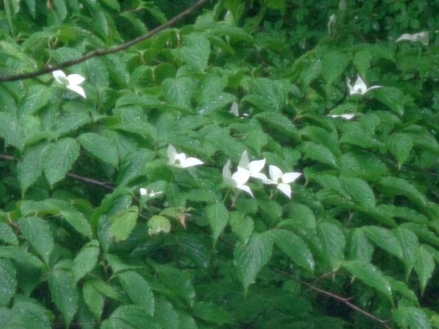 220606yamaboushi.jpg