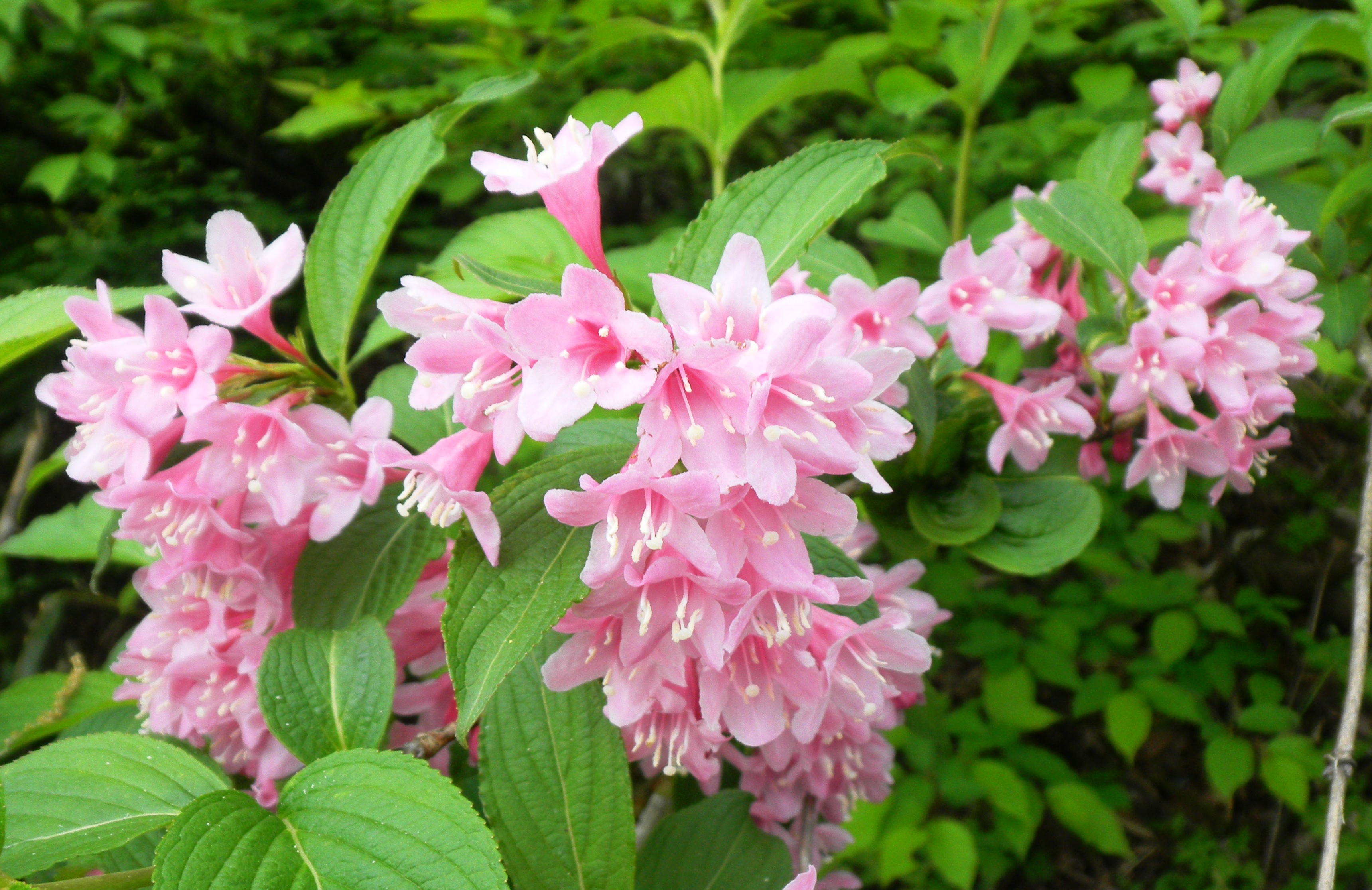 ウツギ（ピンク） (2).JPG