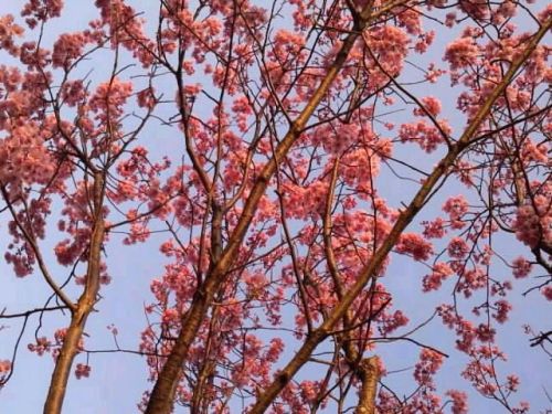 ヨウコウザクラ見頃2017