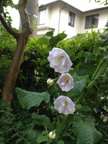 IMG_8954 (480x640).jpg