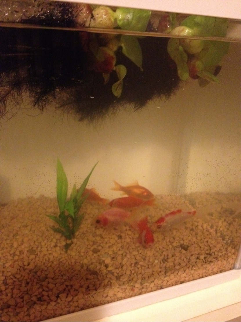 C:\fakepath\IMG_1536[1]