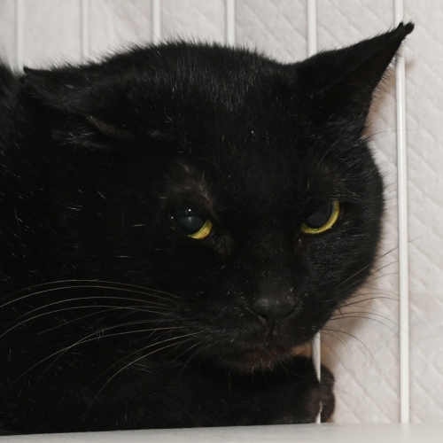 家族紹介用画像フォルダ