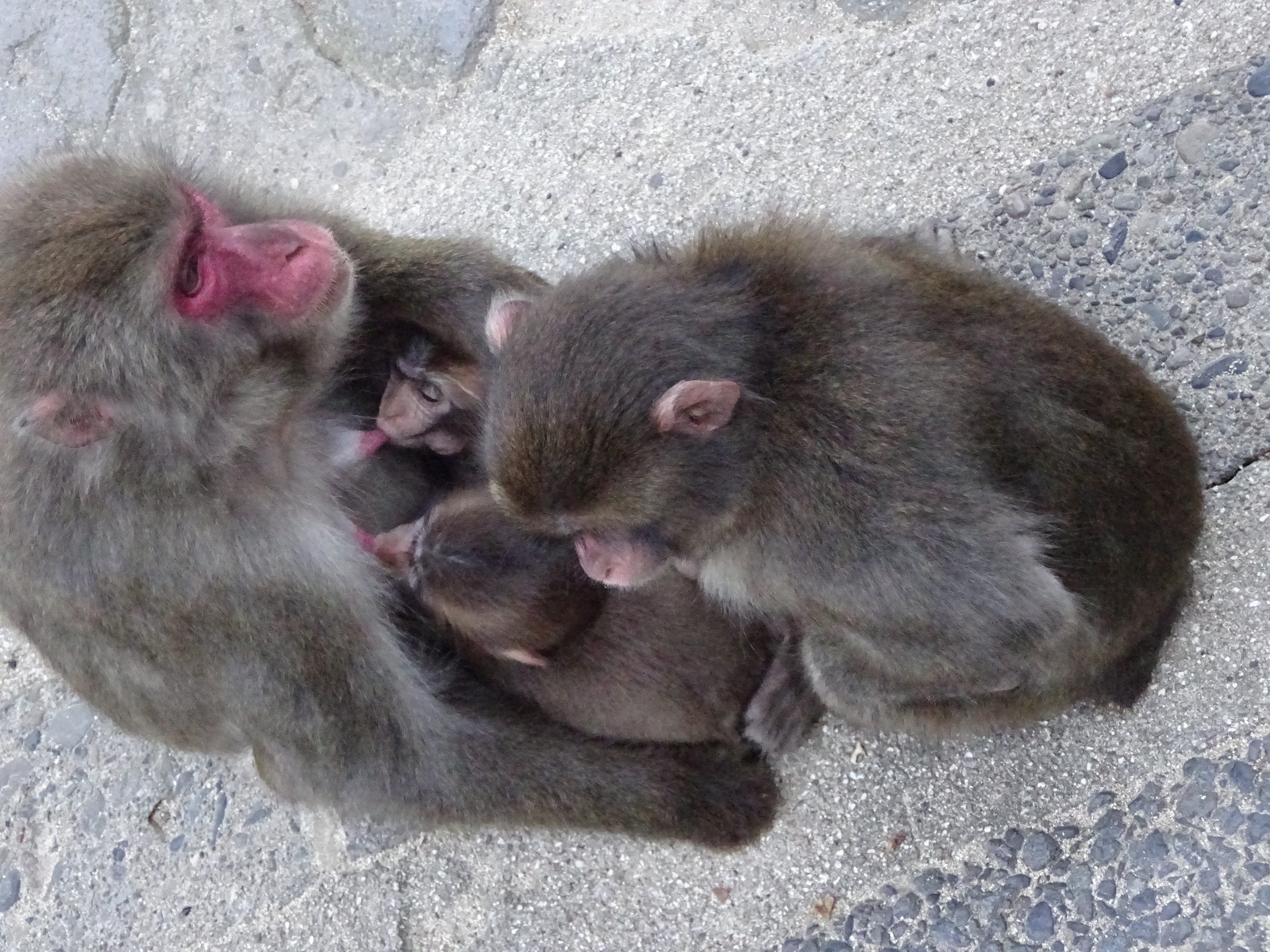 カラオケさんの子供たち (4).JPG