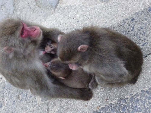 カラオケさんの子供たち (4).JPG