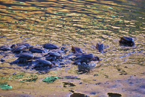 CJ9I1142 (640x427).jpg