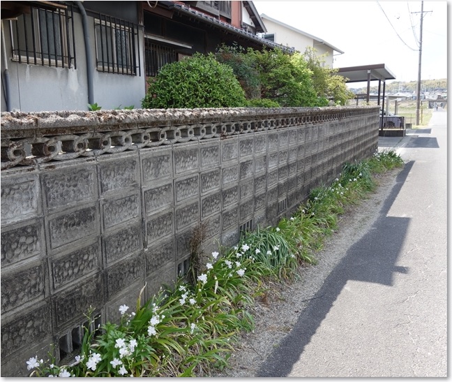 38道端のシャガ