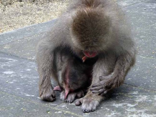 雨の日の猿君 (8).JPG